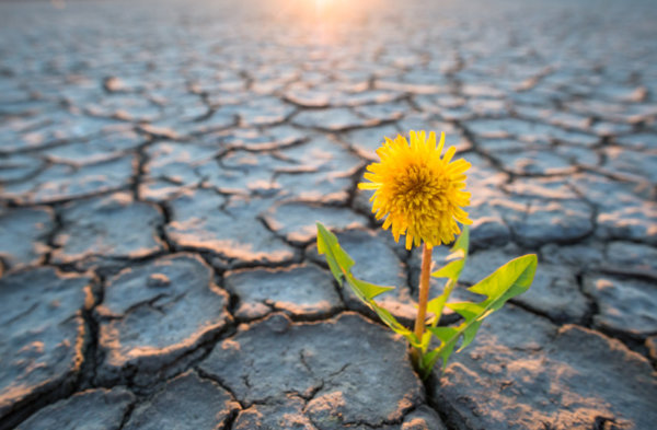 Image of Dandelion growing in deserts conditions as illustration for Blog Post 'Climate Change - How sustainable is your business?'
